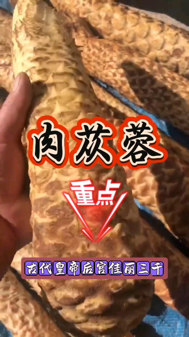 肉苁蓉,和锁阳并称沙漠双雄,你知道他吗?