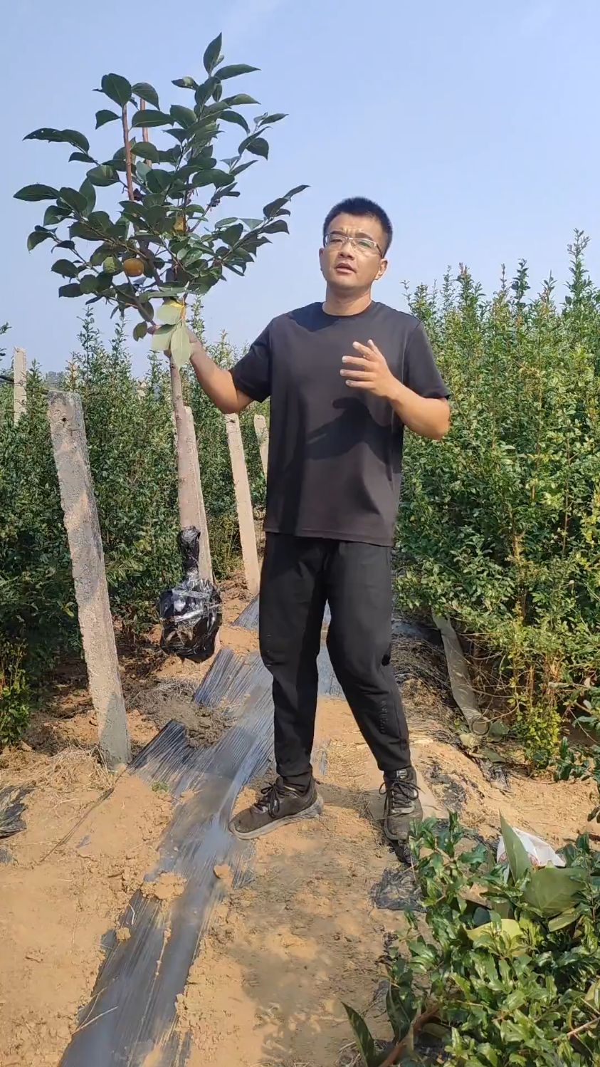 巧克力脆甜柿子树苗,适合南北方种植,口感脆甜多汁品种