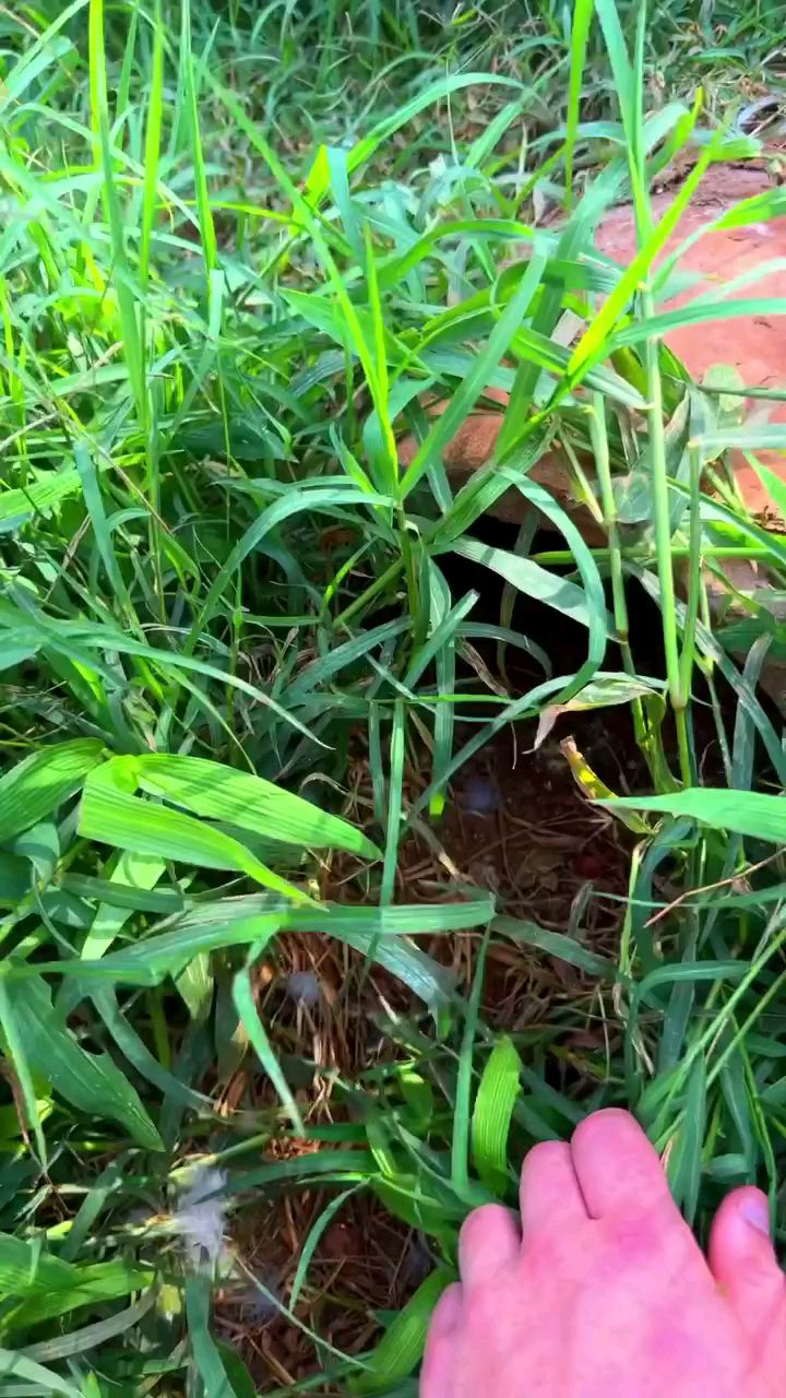 翘鼻麻鸭 野鸭子饲养繁殖