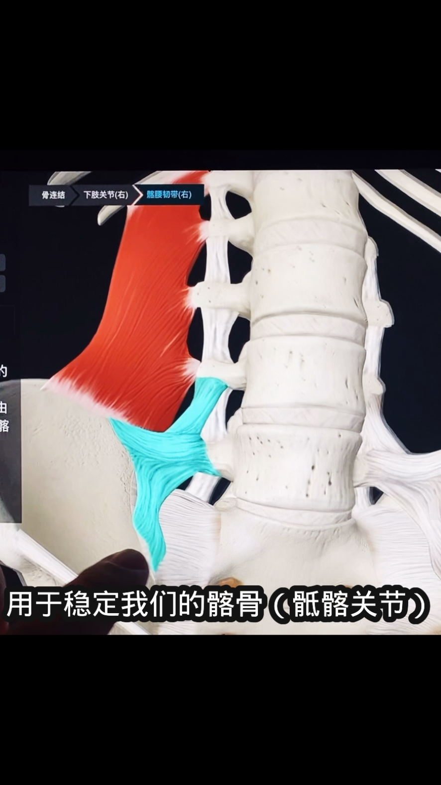 解密腰方肌,关于腰的那些事儿