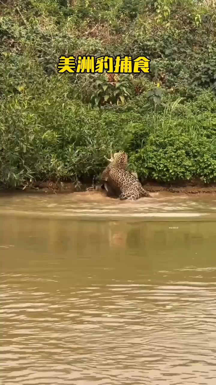美洲豹迅猛捕食鳄鱼