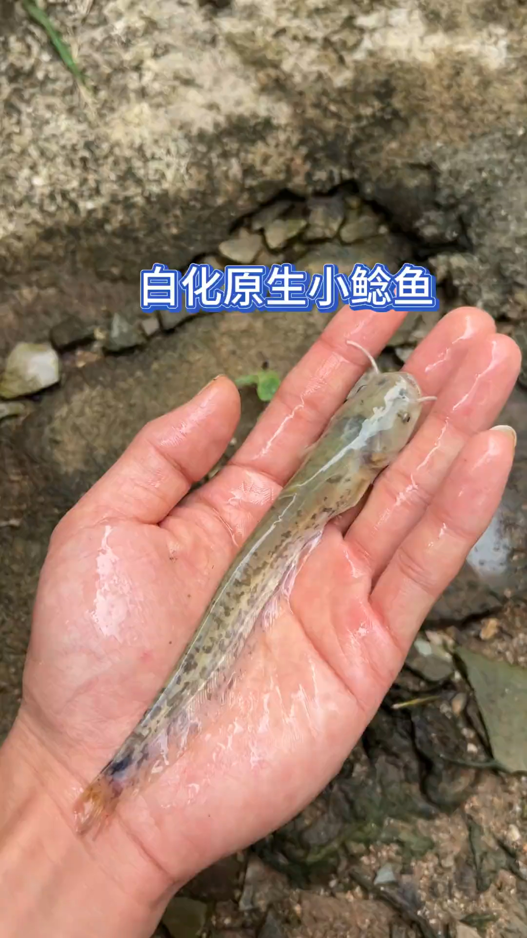 原生小鲶鱼竟然是白色的