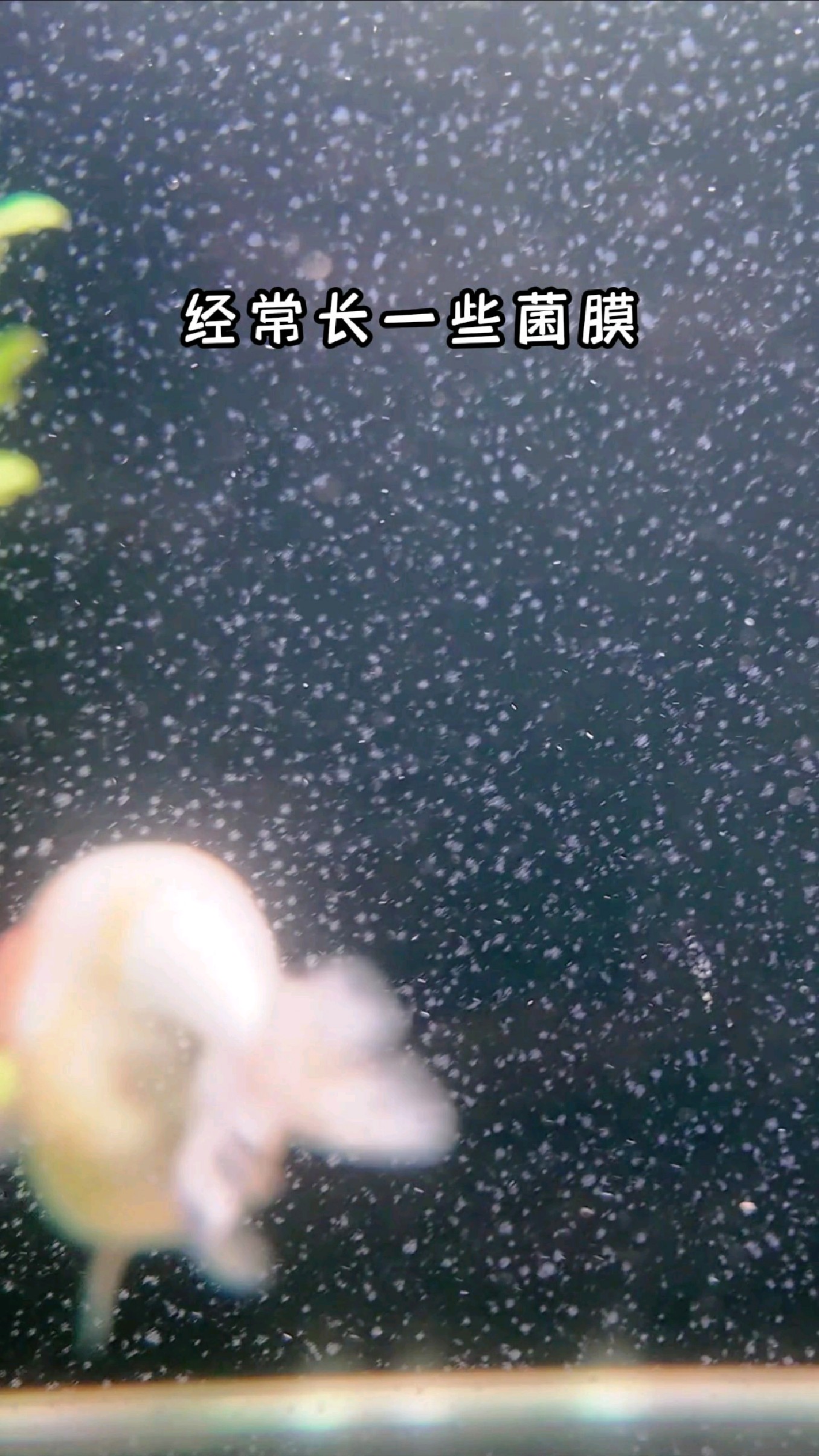 金刚螺除藻效果好,除鱼缸上菌膜怎么样呢?