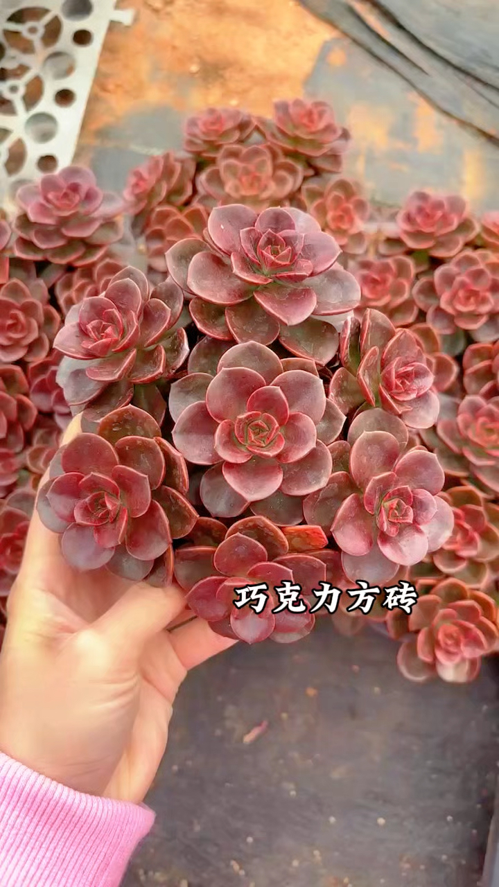 多肉植物品种图鉴,巧克力方砖