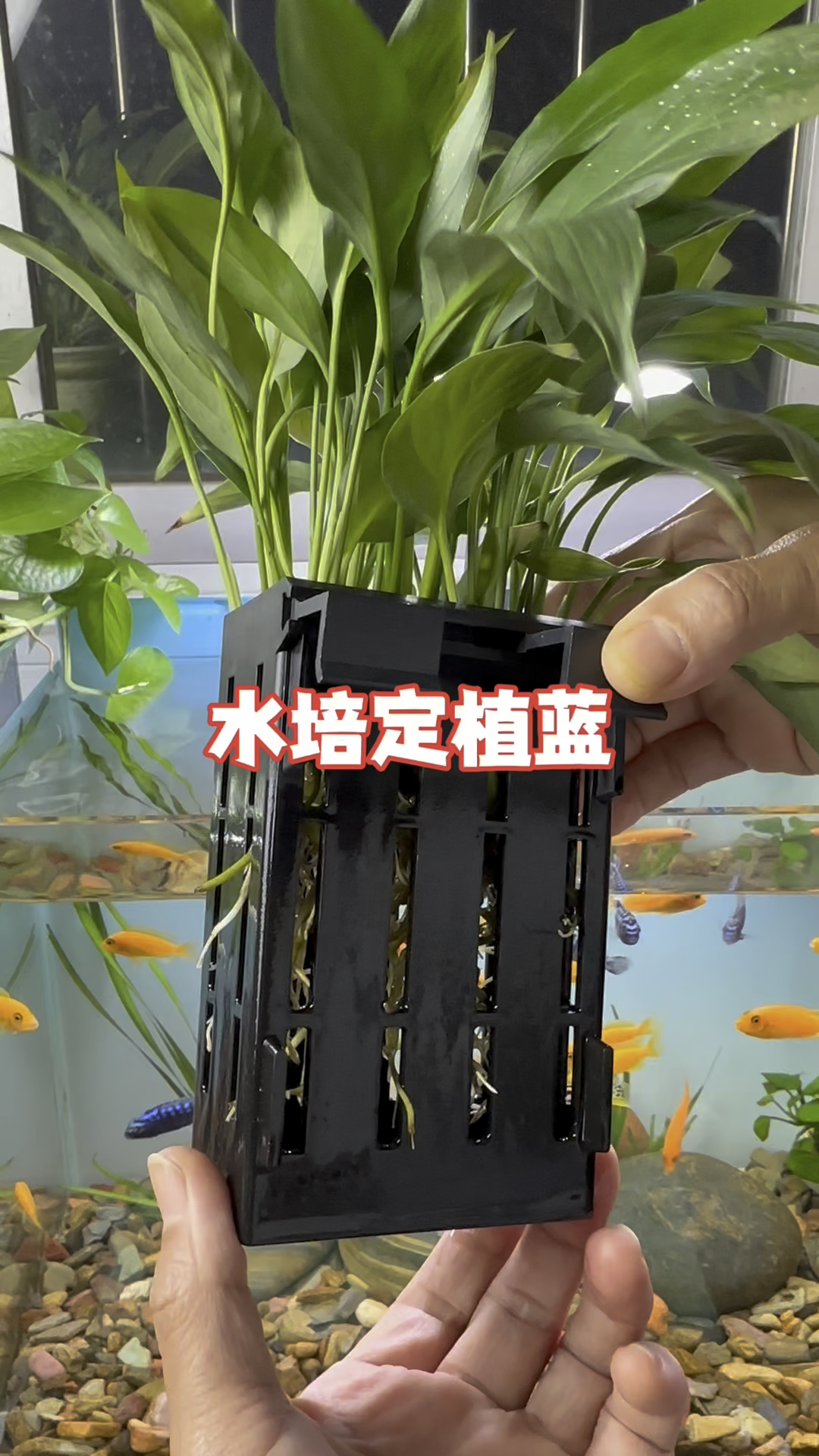 这个水培蓝四周镂空不闷根把植物放里面即净化了水质还装饰了鱼缸