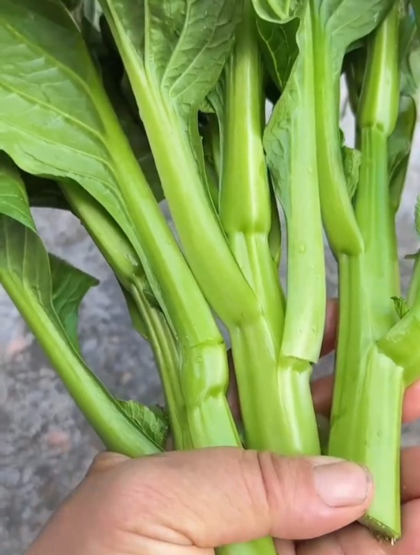 四季种的甜菜心,它耐寒不生虫,掐着吃越吃越嫩!