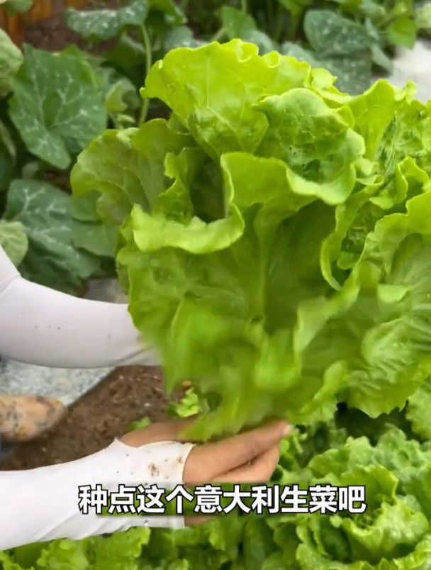 意大利生菜现在正当种,生吃清脆爽口,撇着叶子能吃好久