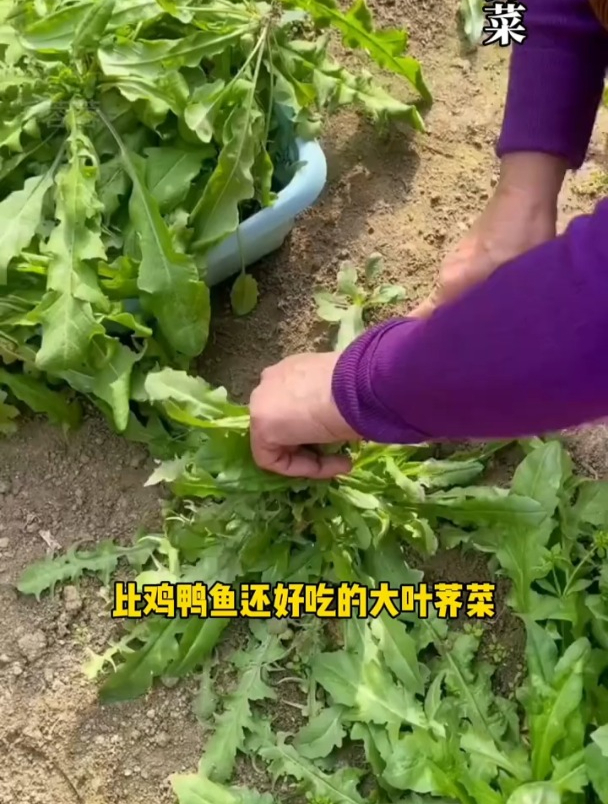 大叶荠菜营养好,它耐寒不生虫,现在种不久就能采收!