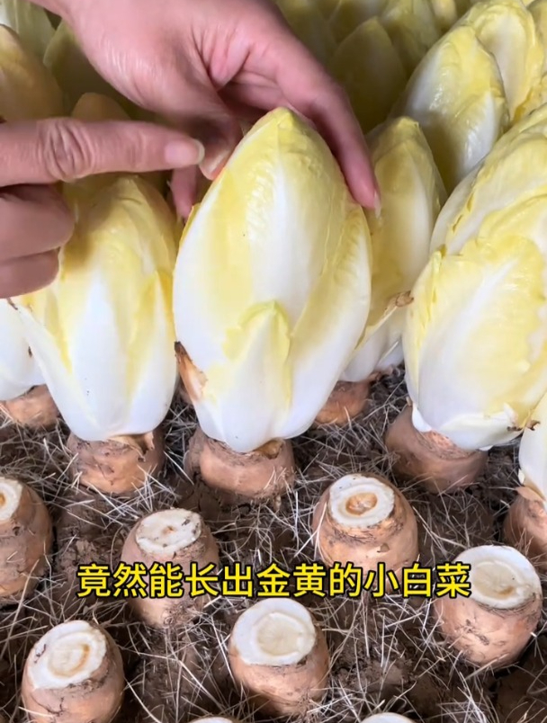 菊苣菜药食两用,市场罕见售价高,根插土里就长!