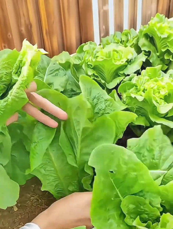 这种青菜比肉还香,耐寒还不生虫,孔雀菜营养还特别好!