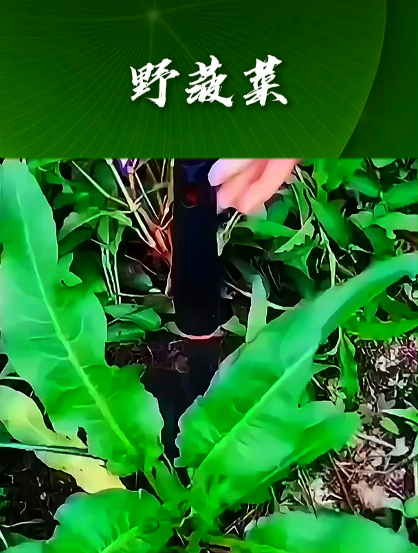 野菠菜也叫土大黄,拿它煮水食用,可以让身体更加轻盈和舒畅