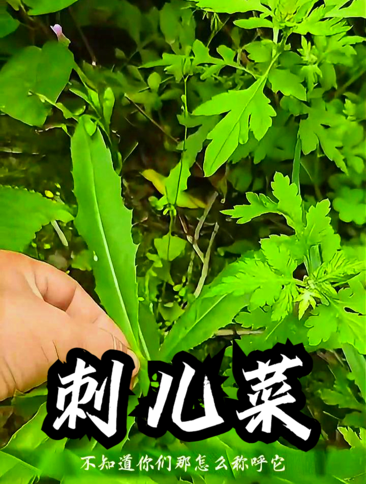刺儿菜也叫七七芽,拿它煮水饮用,可以促进身体代谢