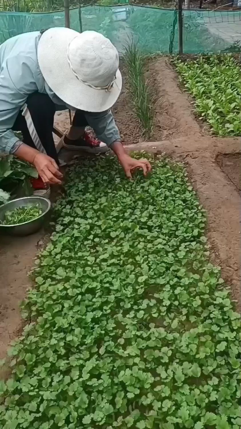 越冬香菜间苗追肥方法