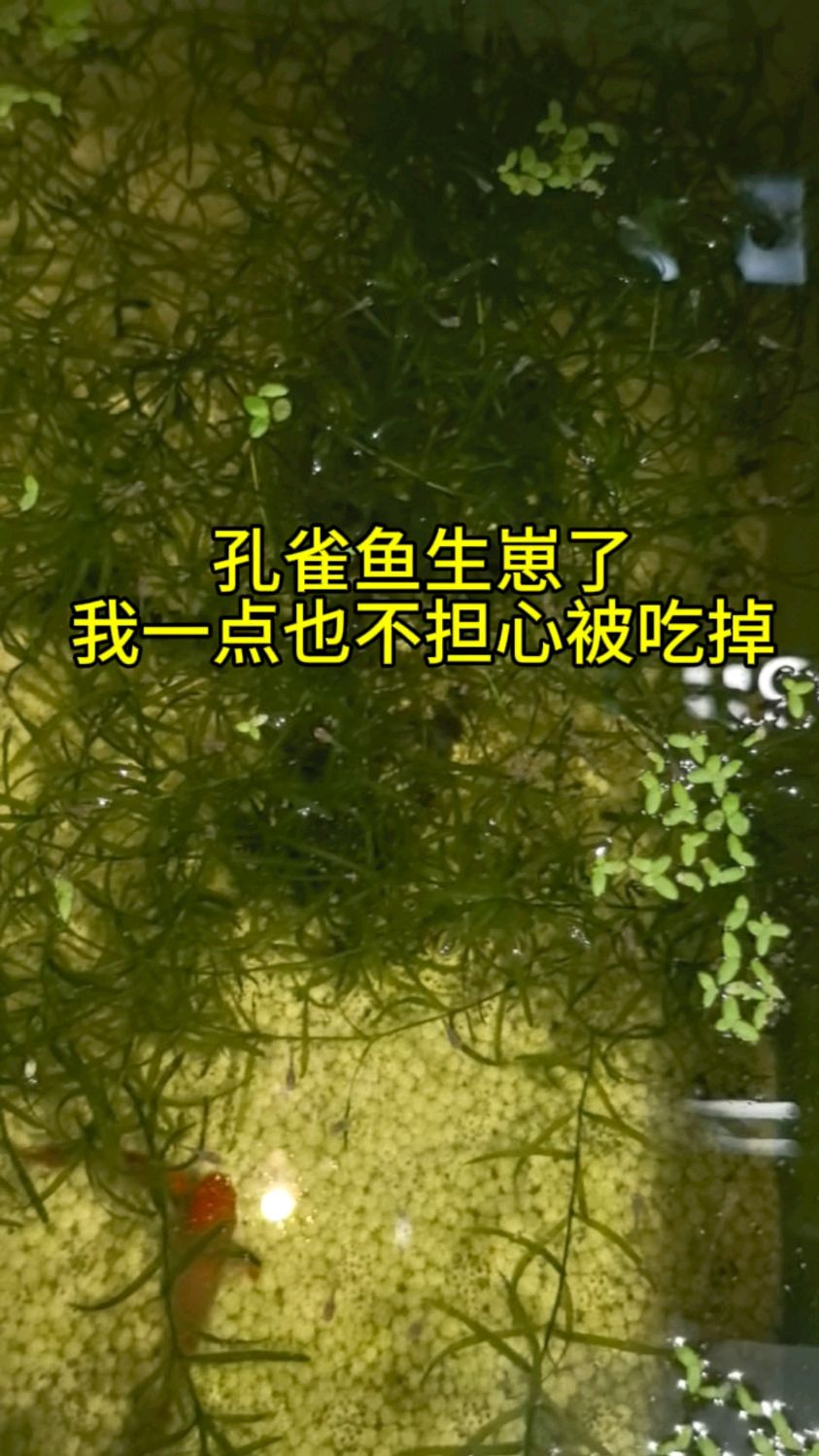 孔雀鱼生崽了,我一点也不担心被吃掉