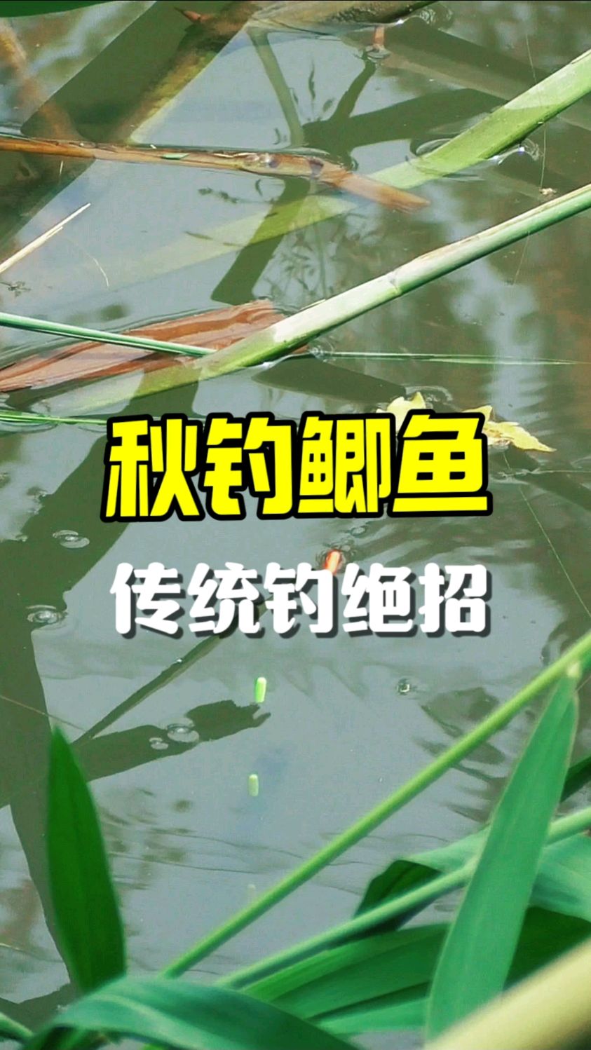 “秋钓鲫鱼”最近火了,教你一个传统钓效果很好的钓法