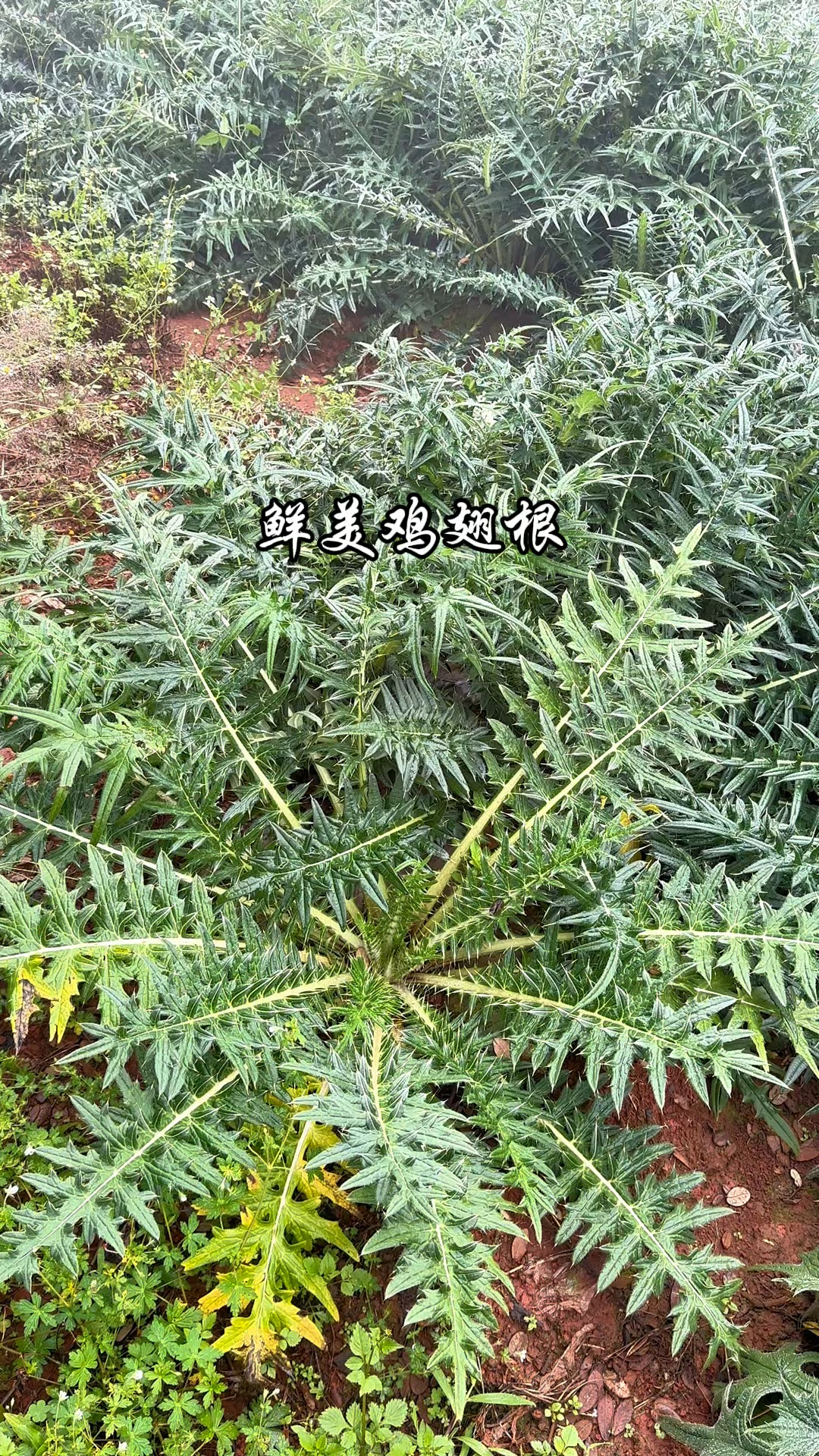 鲜美的鸡翅根,有吃过的吗?