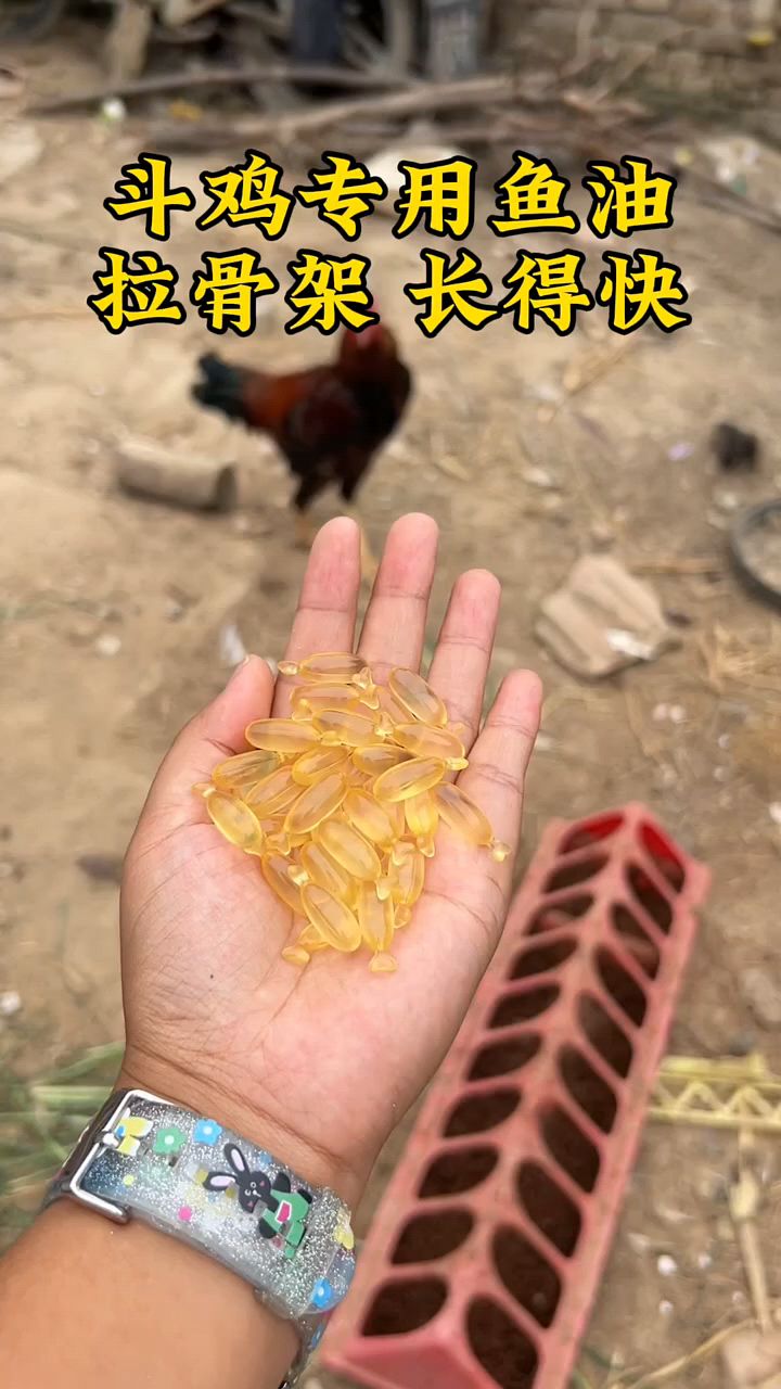 斗鸡专用的鱼肝油