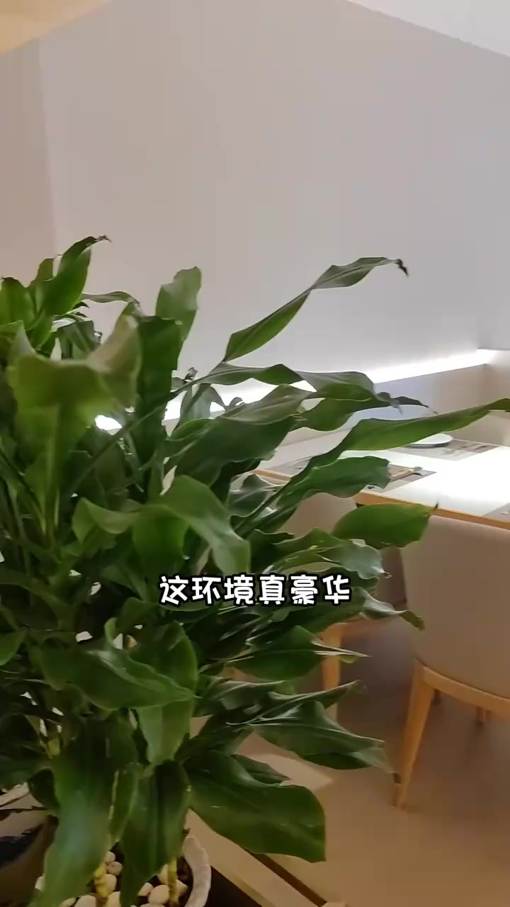 快来吃鲍鱼饭,这家店回头客超多