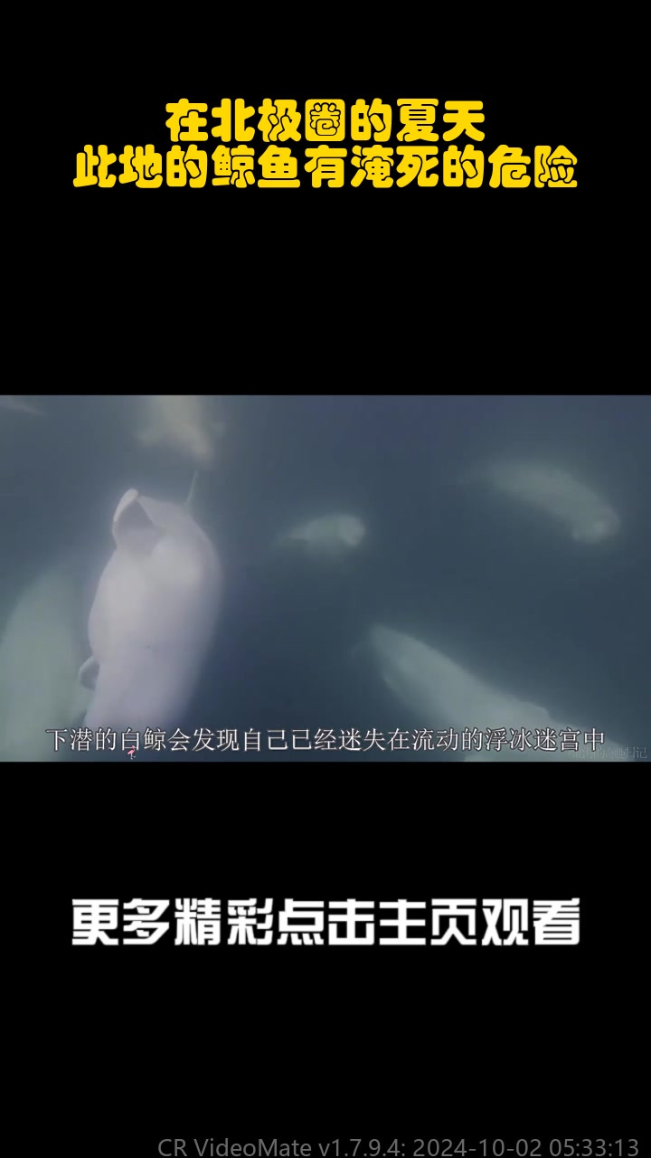 在北极圈的夏天,此地的鲸鱼有淹死的危险_2