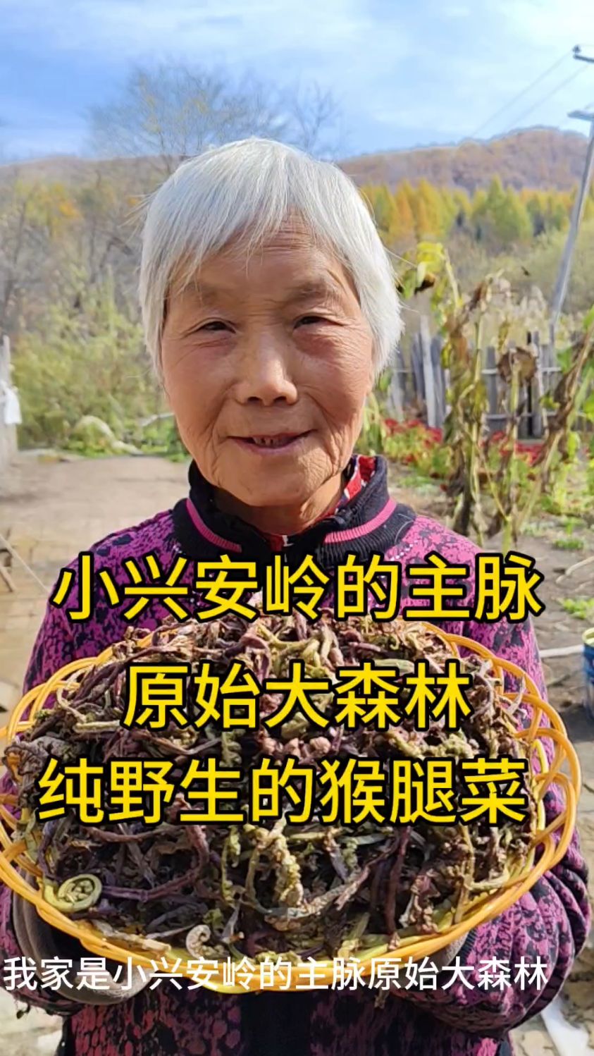 小兴安岭的主脉,原始大森林,纯野生的猴腿菜,15厘米以下小嫩芽