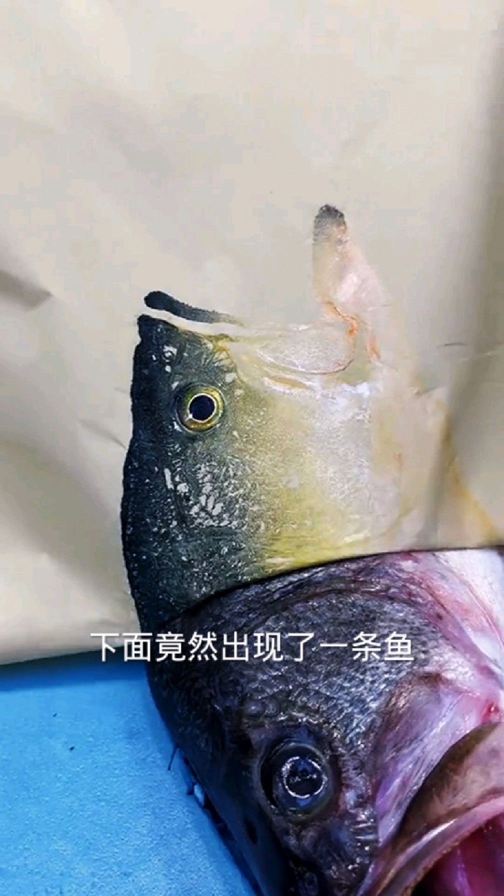 直接就把鱼给印出来了