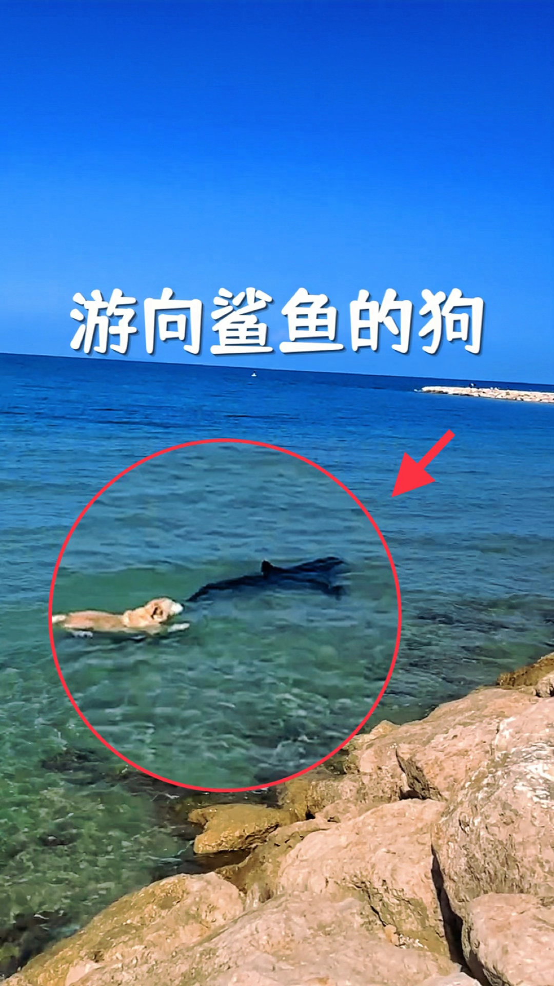 这只狗狗要干嘛,居然向鲨鱼游了过去