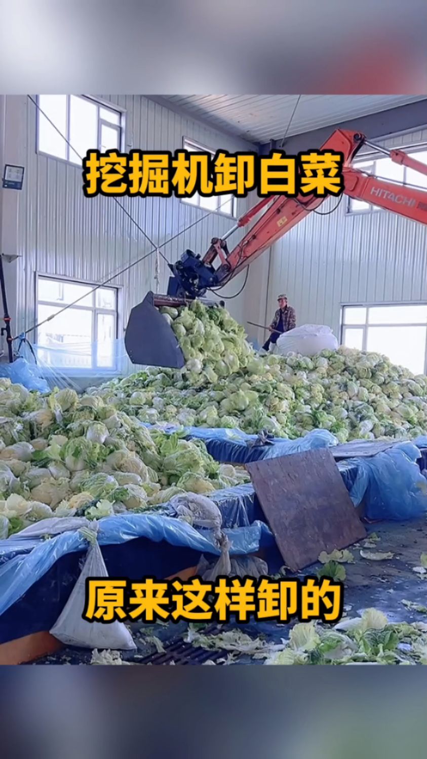 挖掘机卸白菜,原来这样卸的!