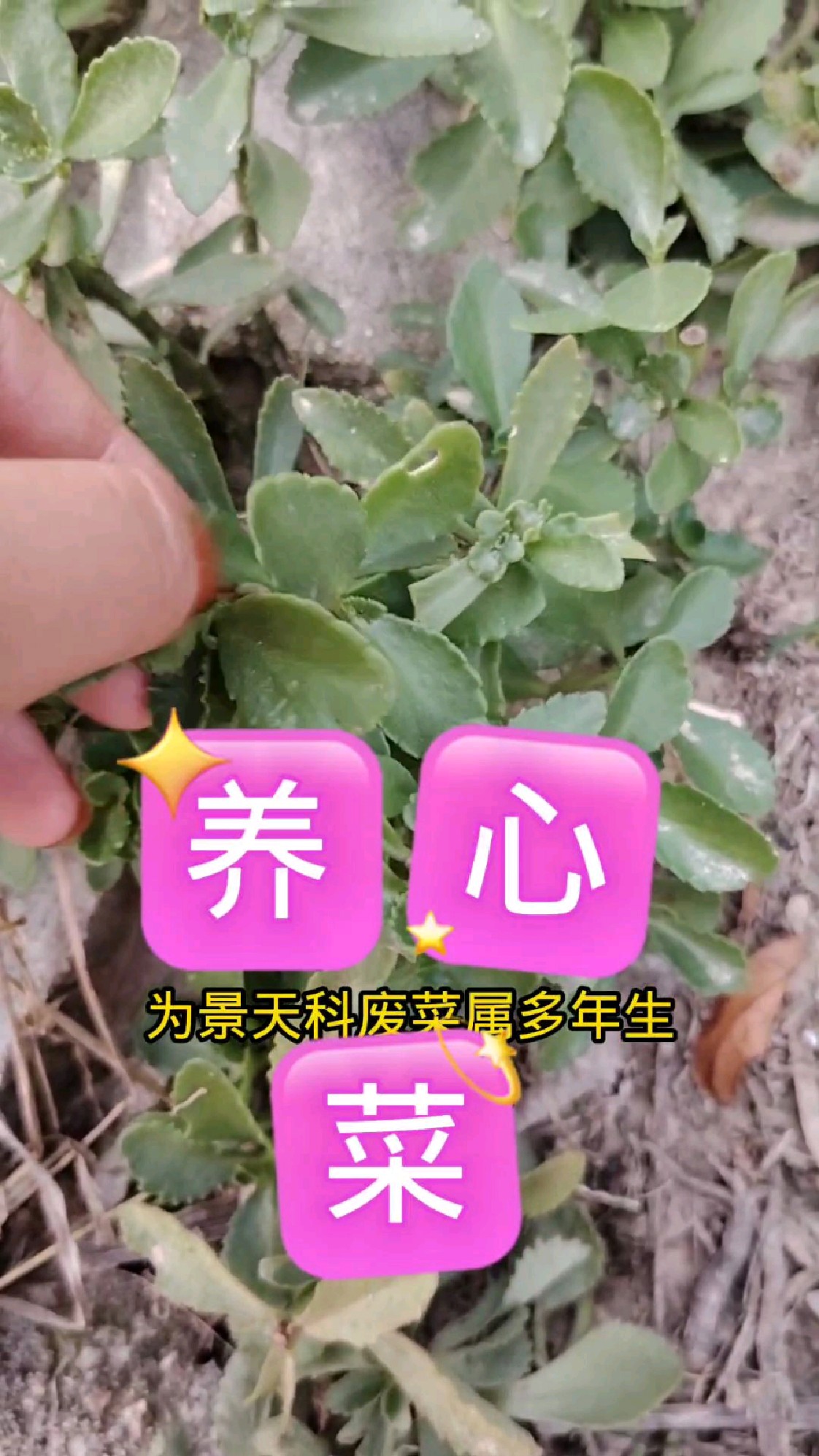 这个植物大家都认识吧,养心菜别名三七