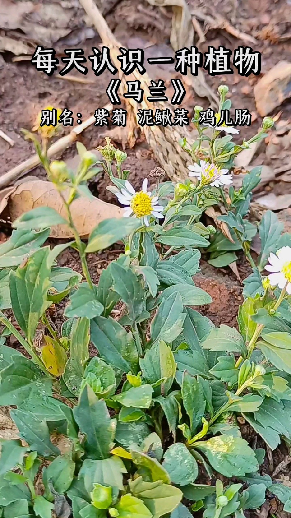 野菜中的珍品,马兰你吃过吗?