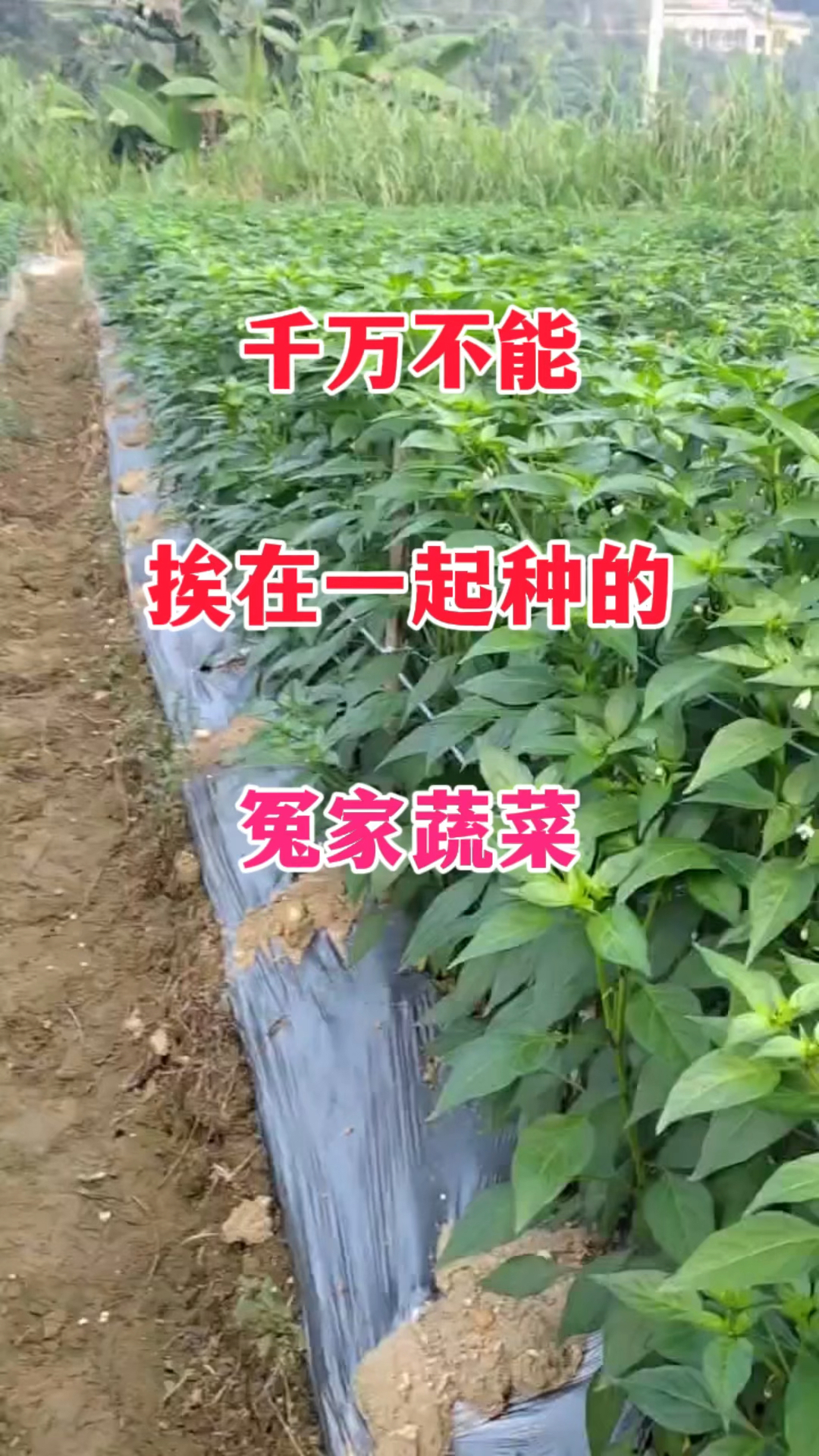 千万不能挨在一起种的冤家蔬菜。