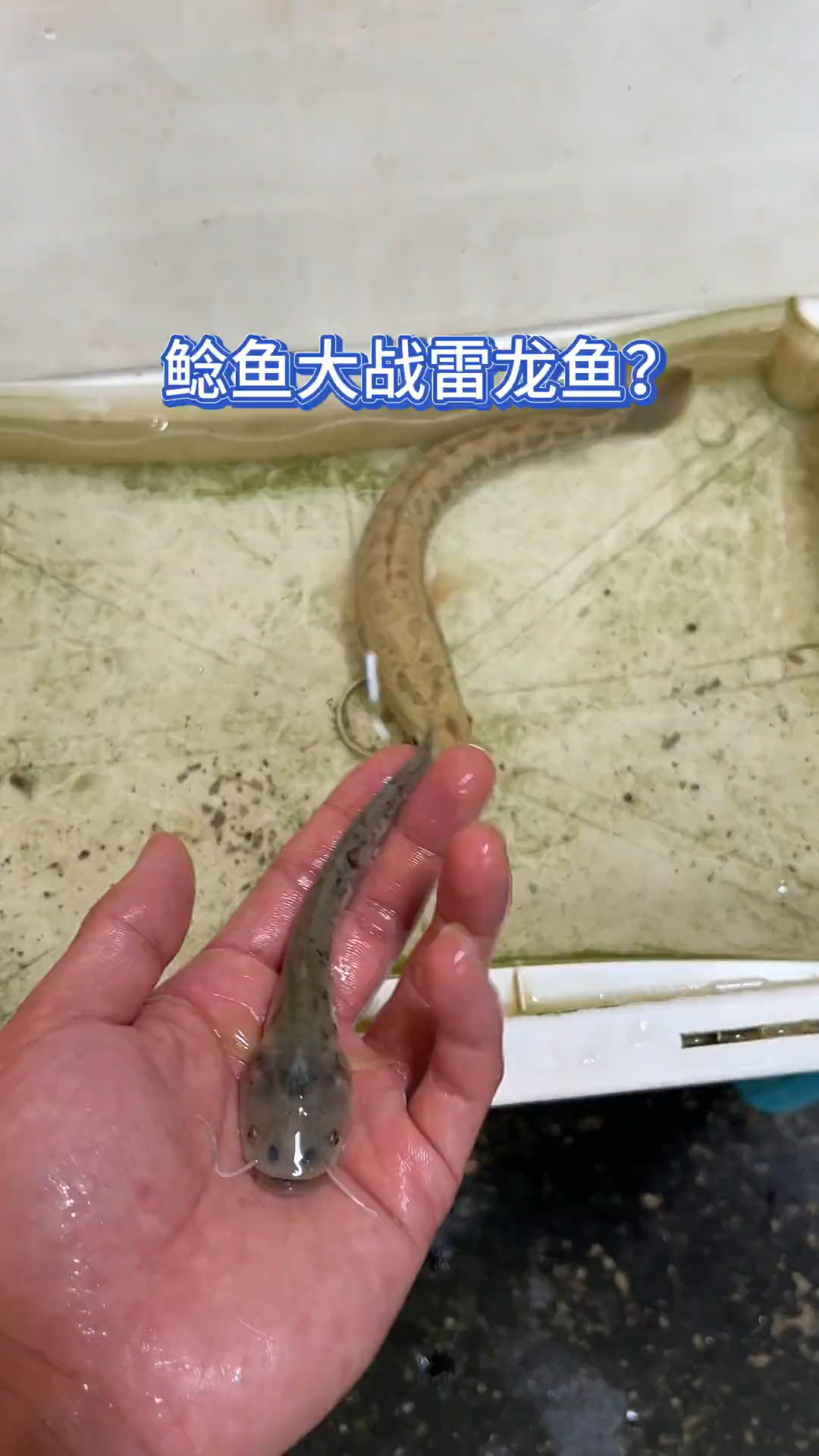 鲶鱼大战雷龙鱼?