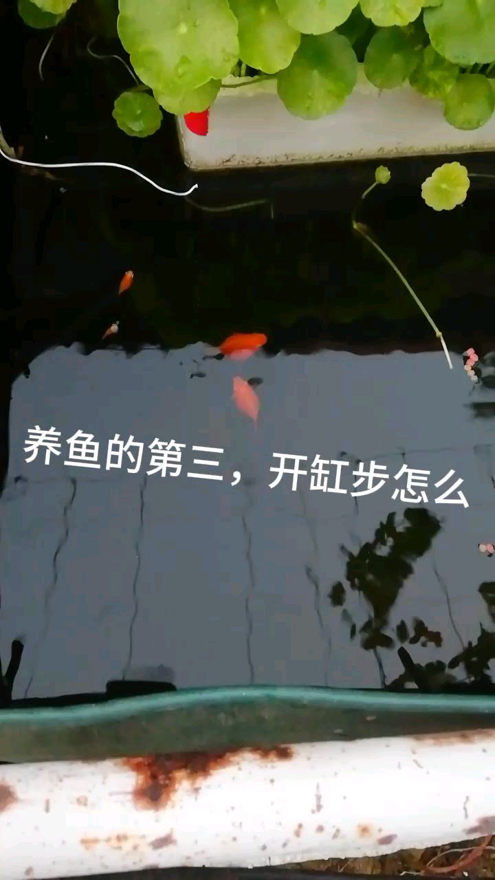 养鱼第三步怎么开缸