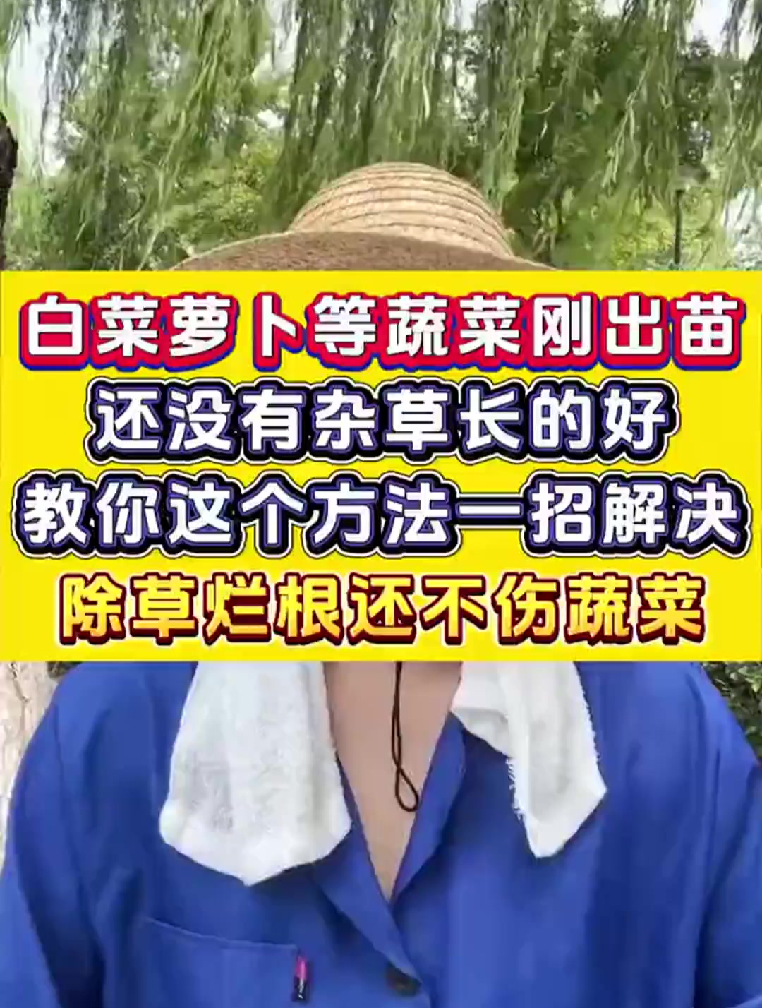 除蔬菜的几十种禾本科杂草,阔叶蔬菜都可以使用