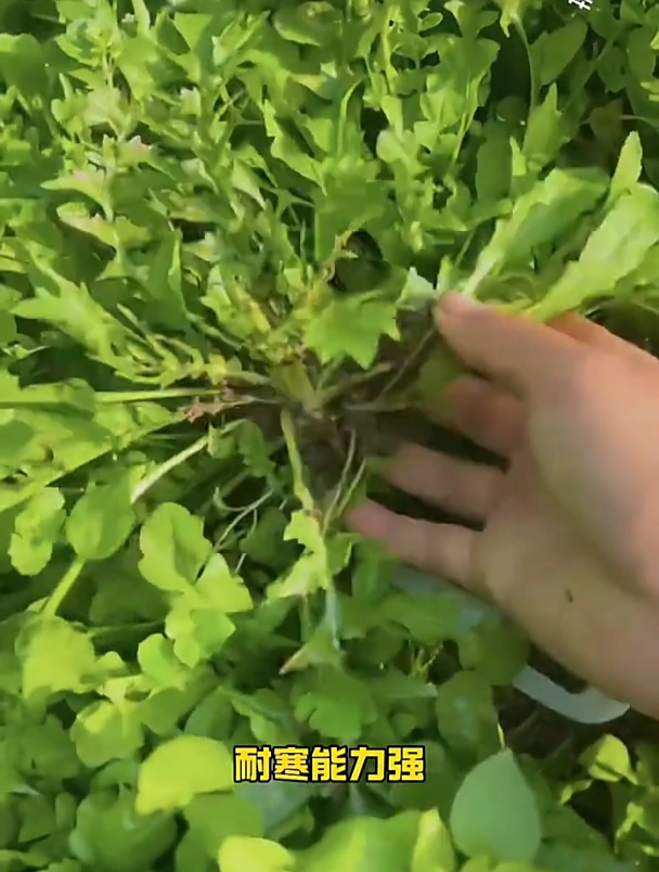 一种野菜营养极高,农村遍地可见,大叶荠菜自己在家也能种