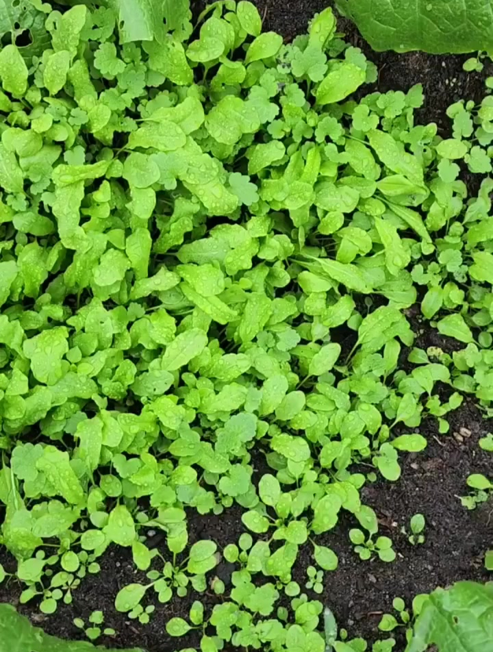 荠菜耐寒营养高,花盆小院种点,再也不用去野外挖