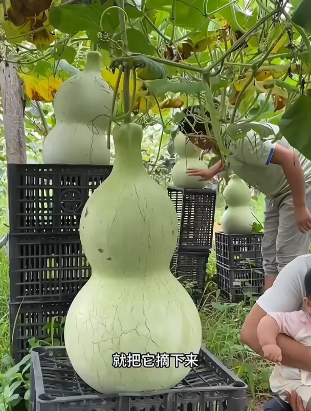 巨型大葫芦,成熟后一个百十斤!