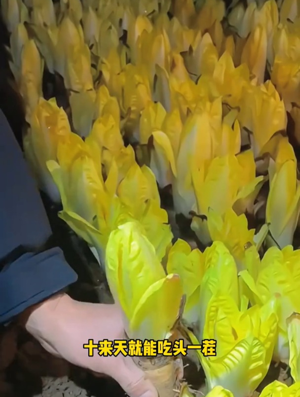 罕见的“娃娃菜”,根插土里就长,欧洲菊苣售价高,种的人不多
