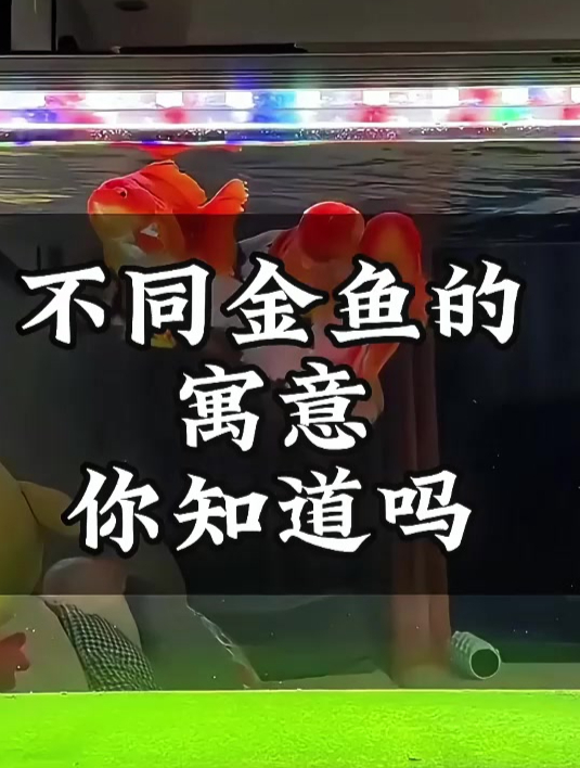 不同品种金鱼寓意有别,你家养了哪种?