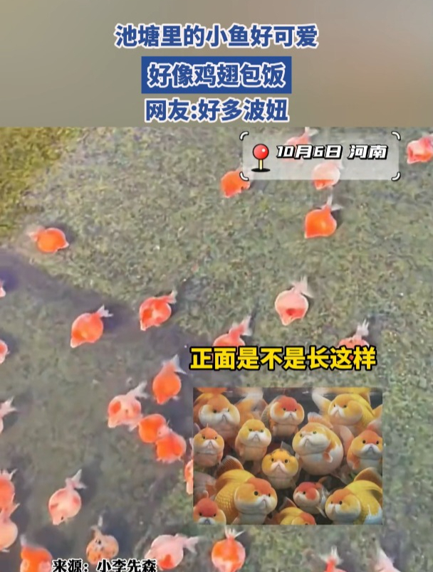 池塘里的小鱼好可爱,好像鸡翅包饭,网友:好多波妞