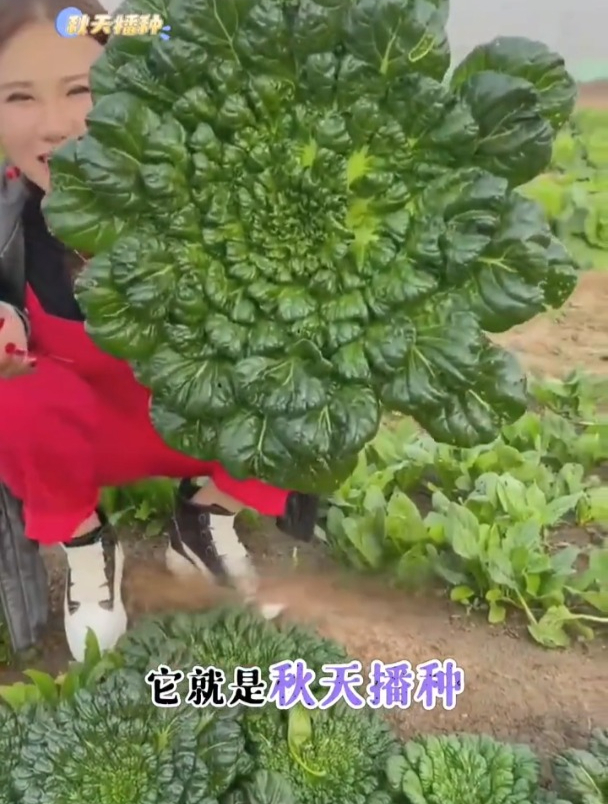 雪下塌菜赛羊肉,现在种一次吃到来年春!