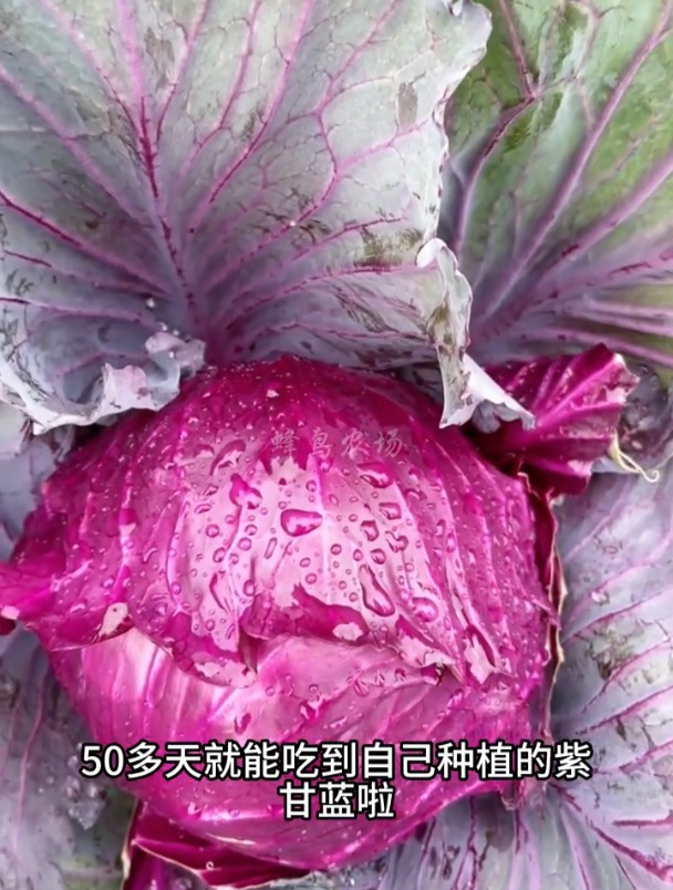 紫色包菜甚少见,外表紫色可以生吃,营养还特别丰富