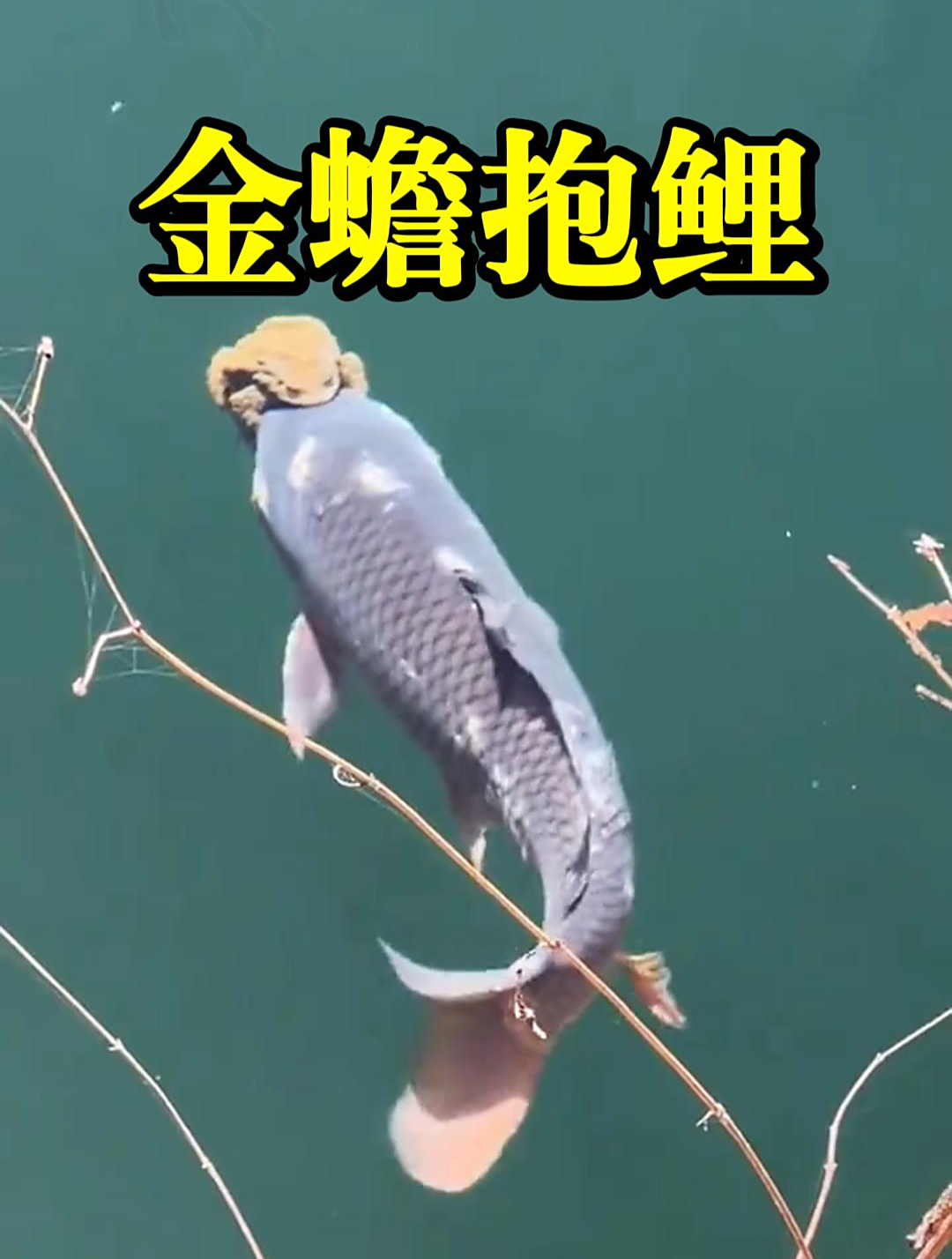 原来蟾蜍抱住鲤鱼是有原因的