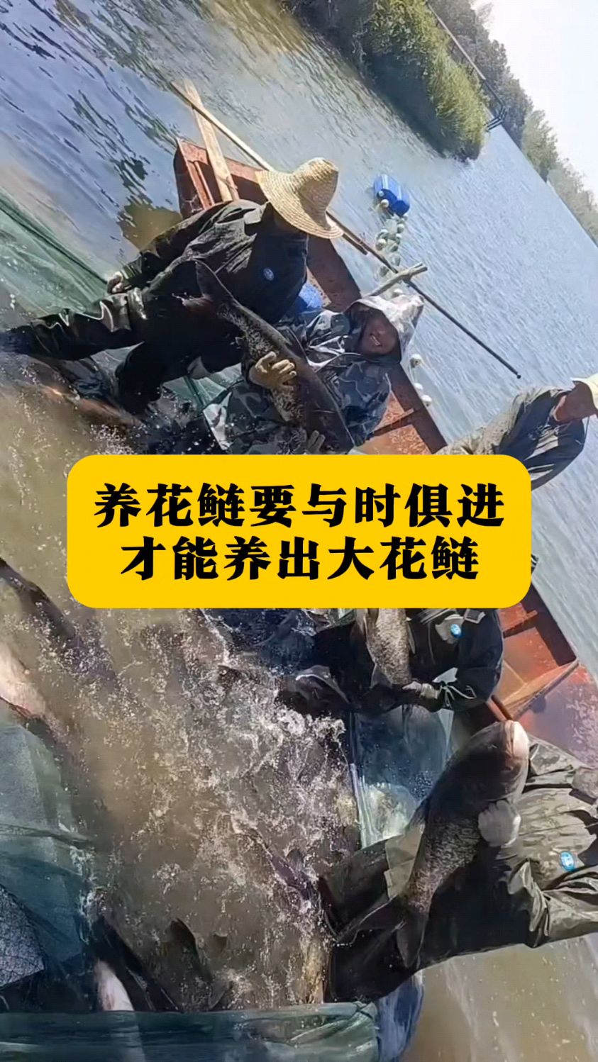与时俱进才能养出大花鲢