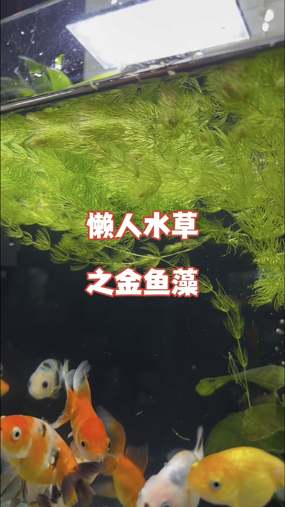 懒人水草之金鱼藻,无需种植可漂浮生长,无需氧气有水就能活