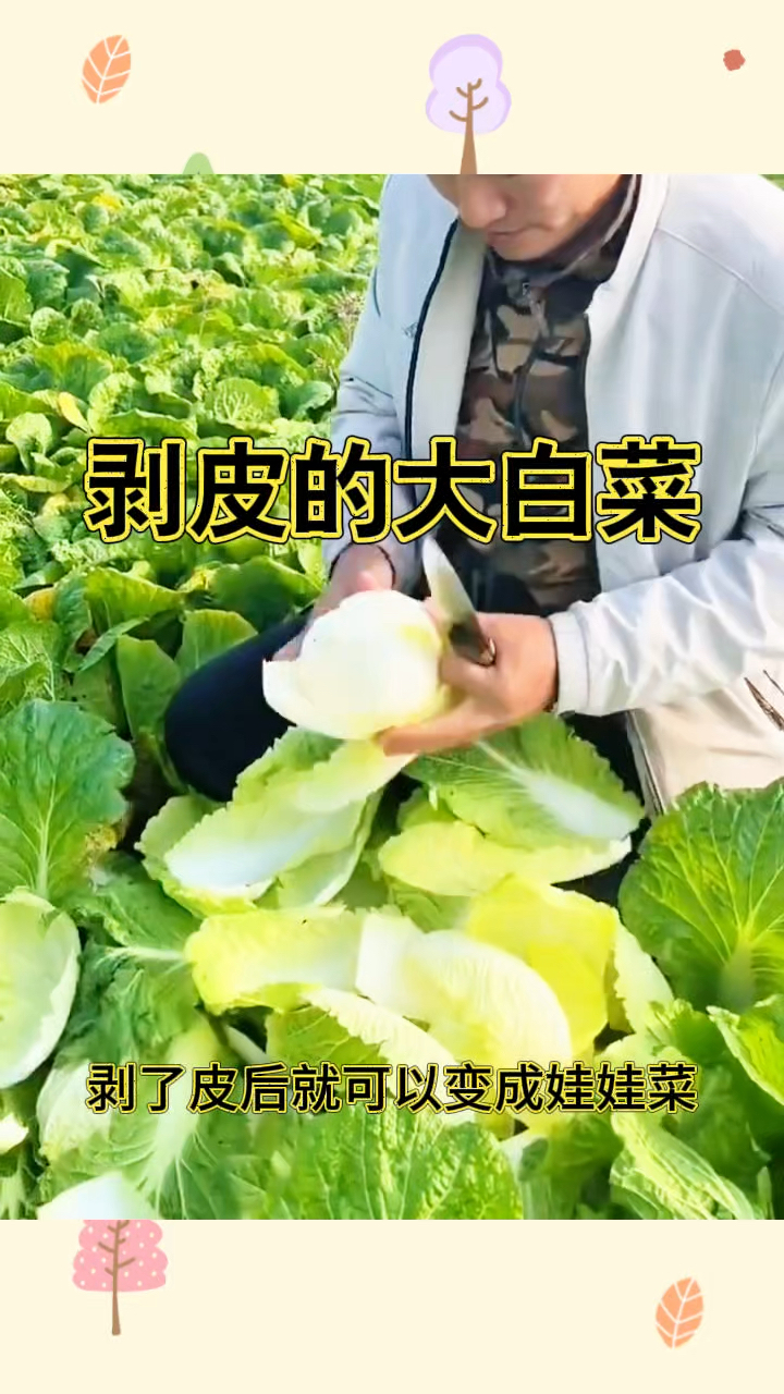 剥皮的大白菜,变成了精致的娃娃菜