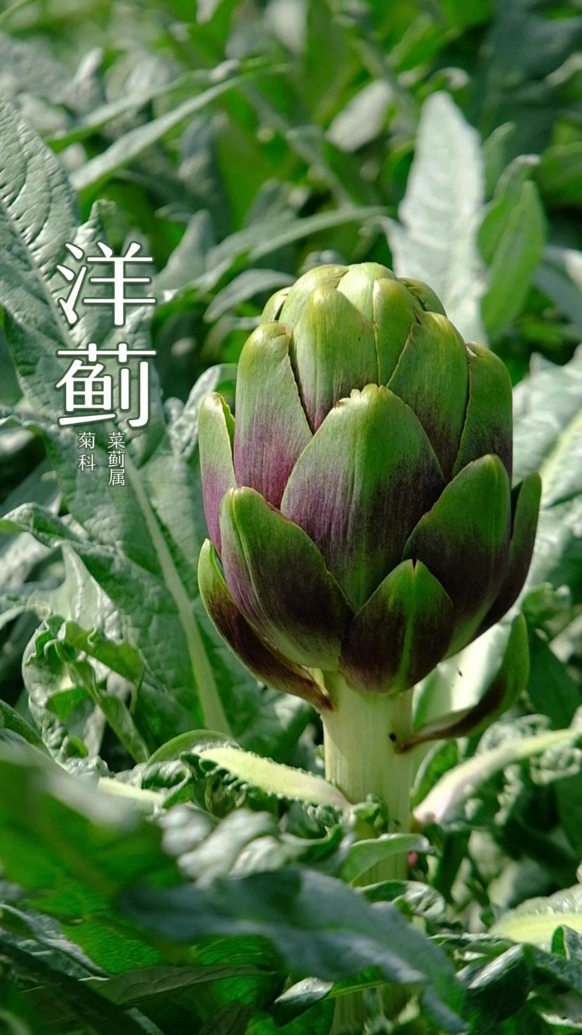 它是“公摊面积”最大的蔬菜,味道一般,但却有很高的价值。