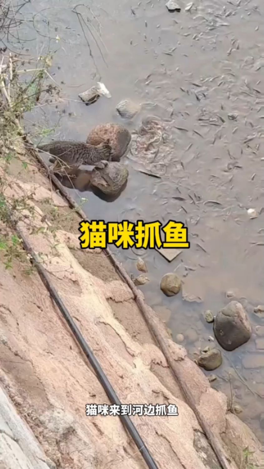 猫咪到河边抓小鱼