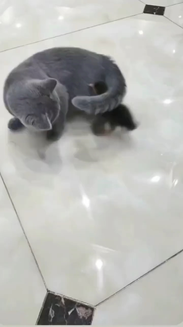 这猫是真不喜欢鸭子啊