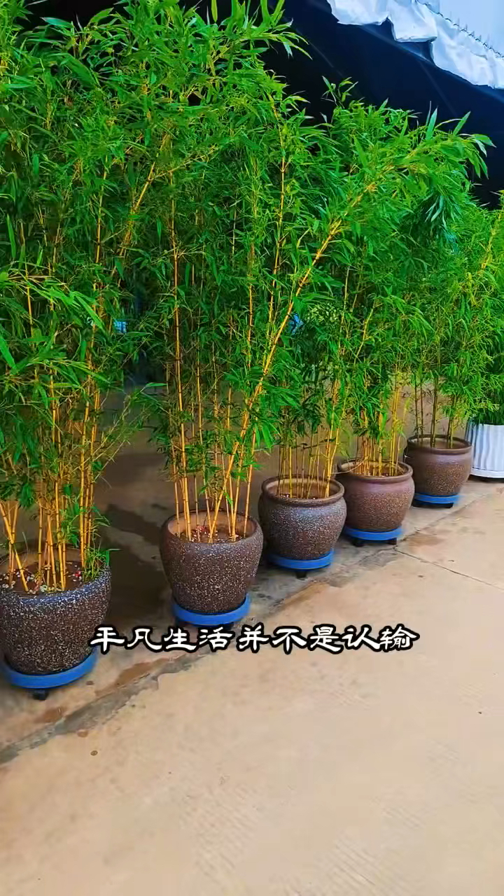 耐寒黄金竹,适合庭院种植观赏竹类