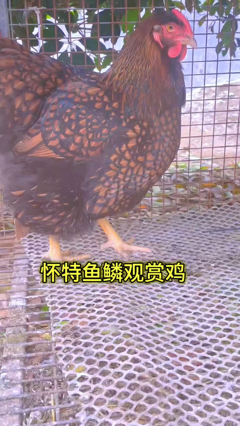 怀特鱼鳞观赏鸡、鸡苗、种蛋